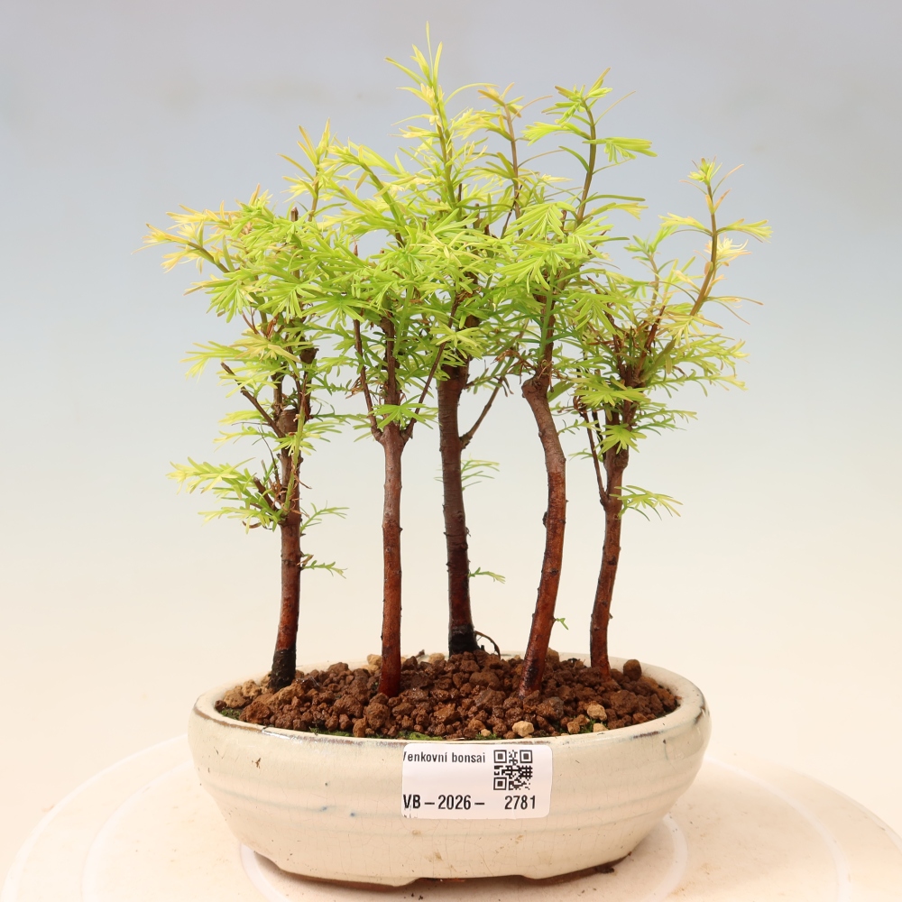 Bonsaï d'extérieur - Metasequoia glyptostroboides - Métaséquoia de Chine - petit bosquet