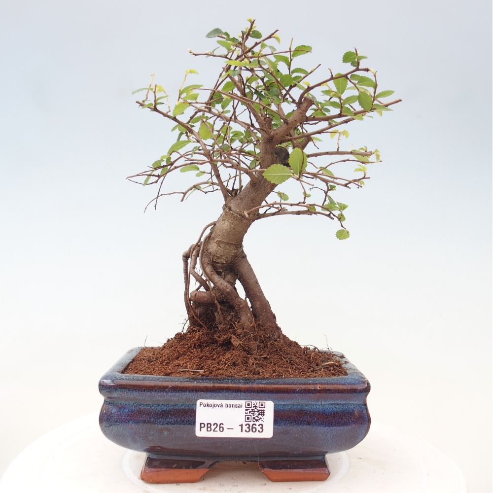 Bonsaï de chambre - Ulmus parvifolia - Orme à petites feuilles