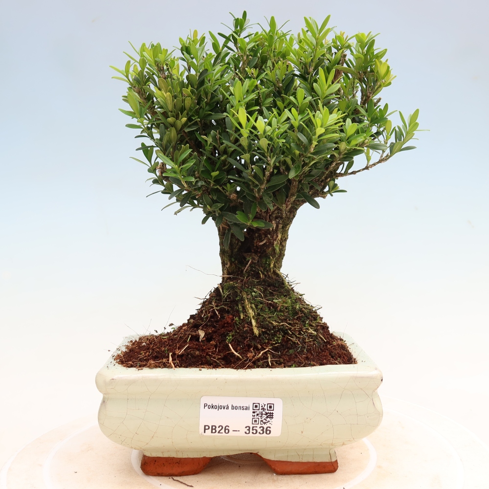 Bonsaï de chambre - Buxus harlandii - buxus liège