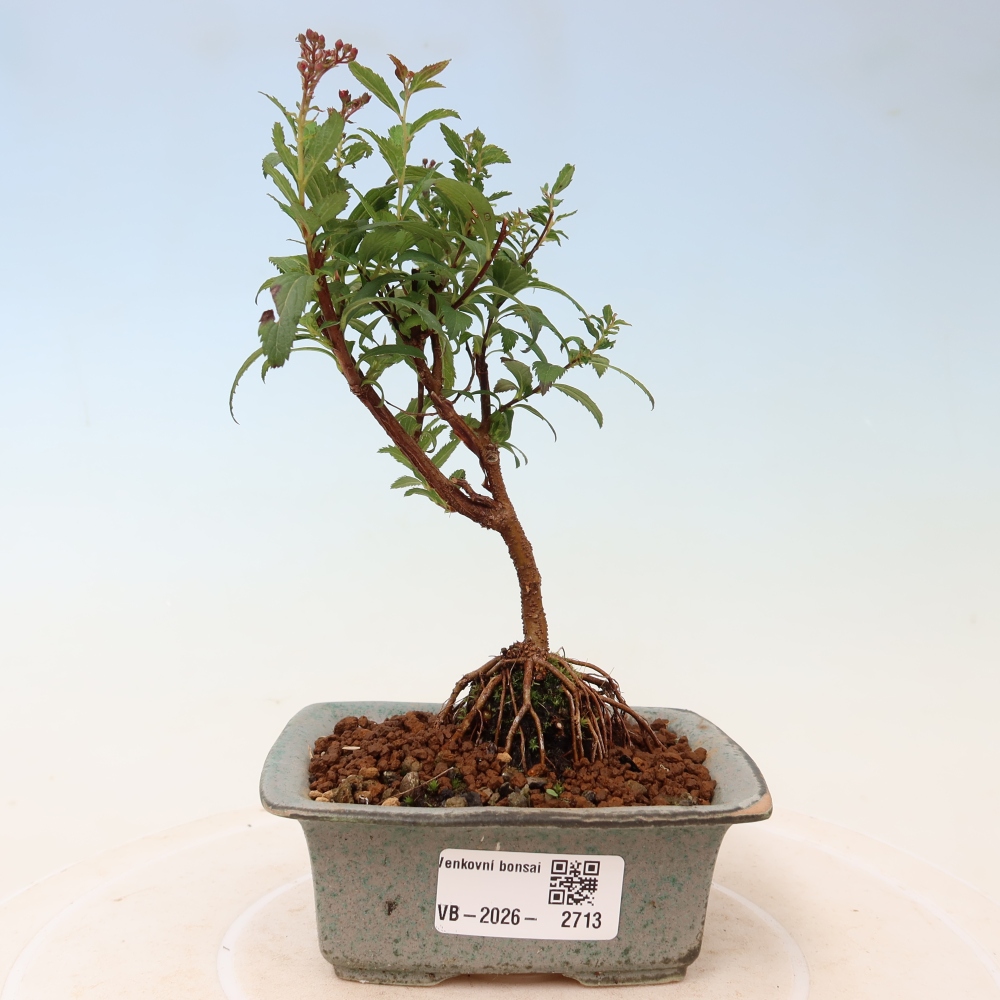 Bonsaï d'extérieur - spirée du Japon - Spirea japonica Anthony Waterer
