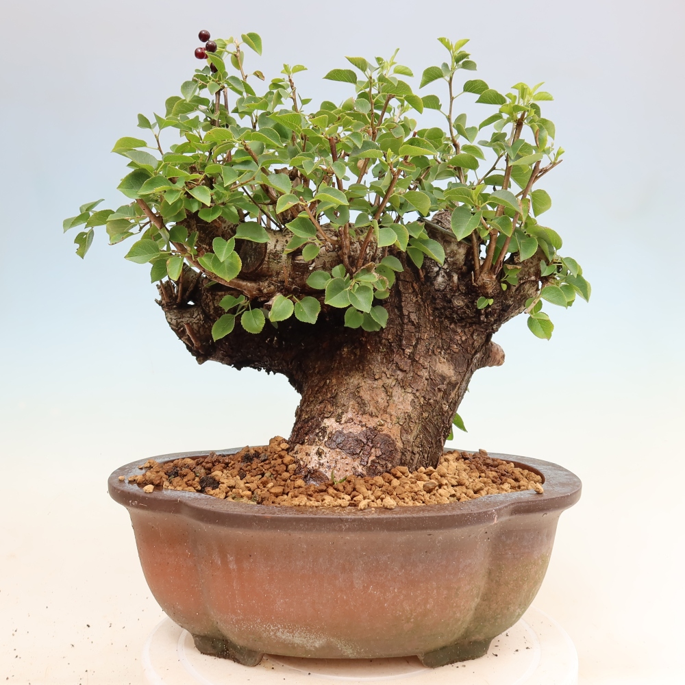 Bonsaï d'extérieur - Mahalebka - Prunus mahaleb