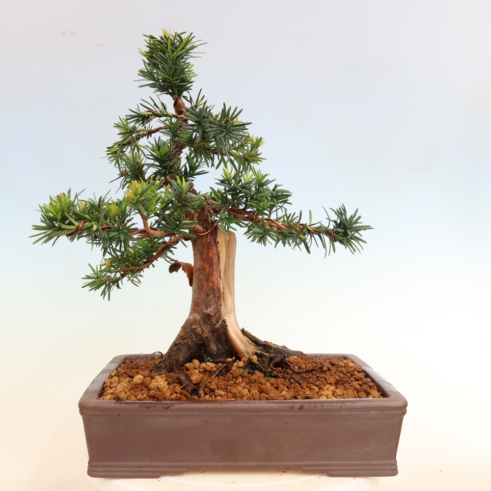 Bonsaï d'extérieur - Taxus cuspidata - If japonais