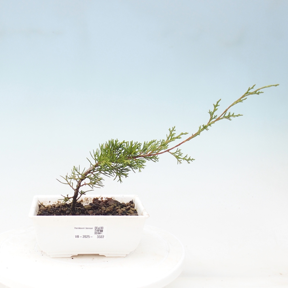 Bonsaï d'extérieur - Juniperus chinensis Itoigawa