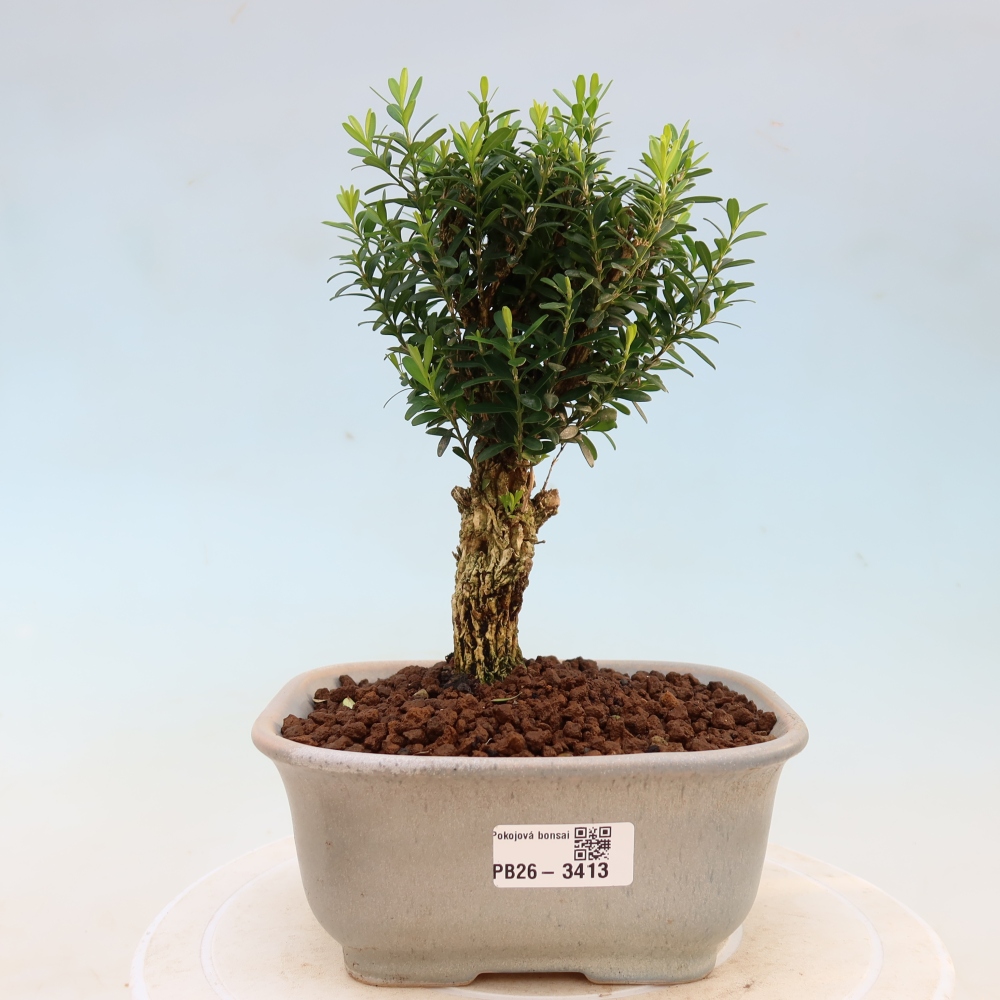 Bonsaï de chambre - Buxus harlandii - buxus liège