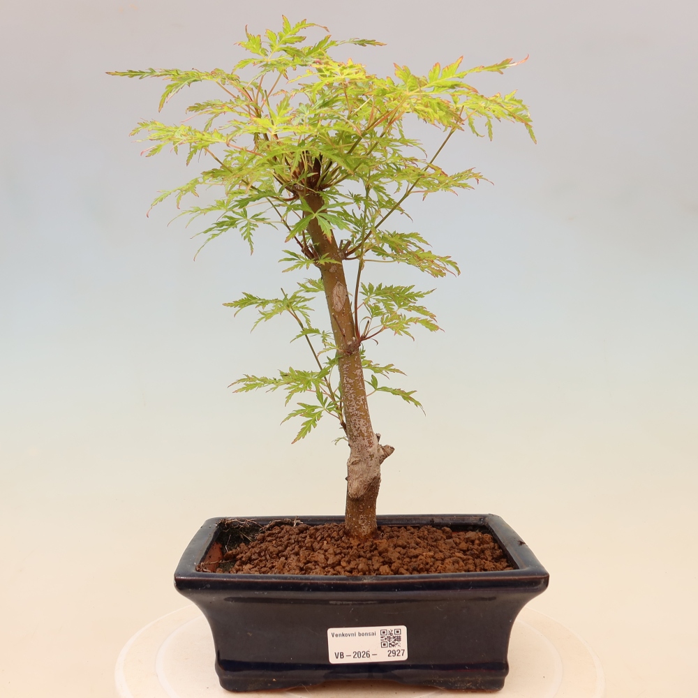 Bonsaï d'extérieur - Acer palmatum Dissectum