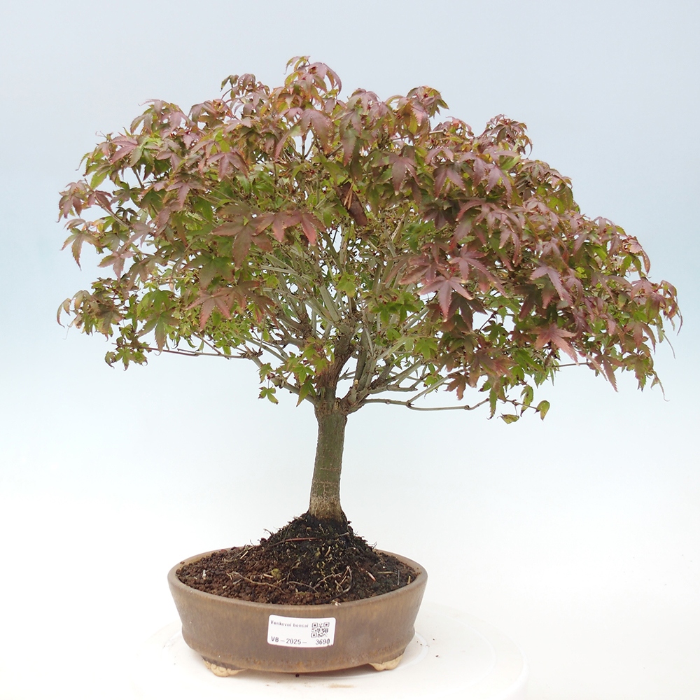 Acer palmatum KIOHIME - Érable palmé