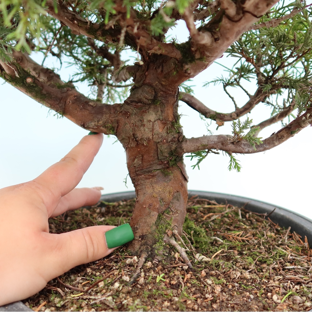 Bonsaï d'extérieur - Juniperus chinensis Itoigawa-Juniperus chinensis
