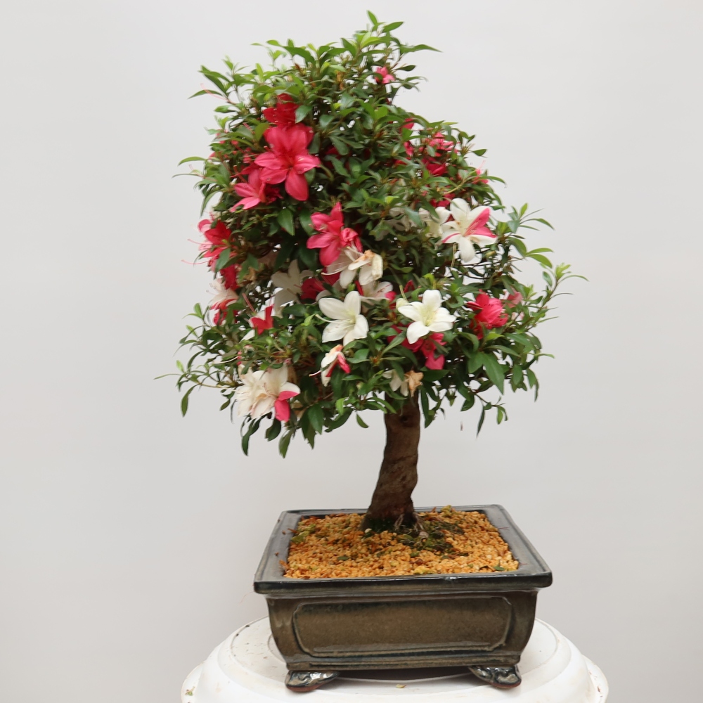Bonsaï d'extérieur - Azalée japonaise - Azalea satsuki