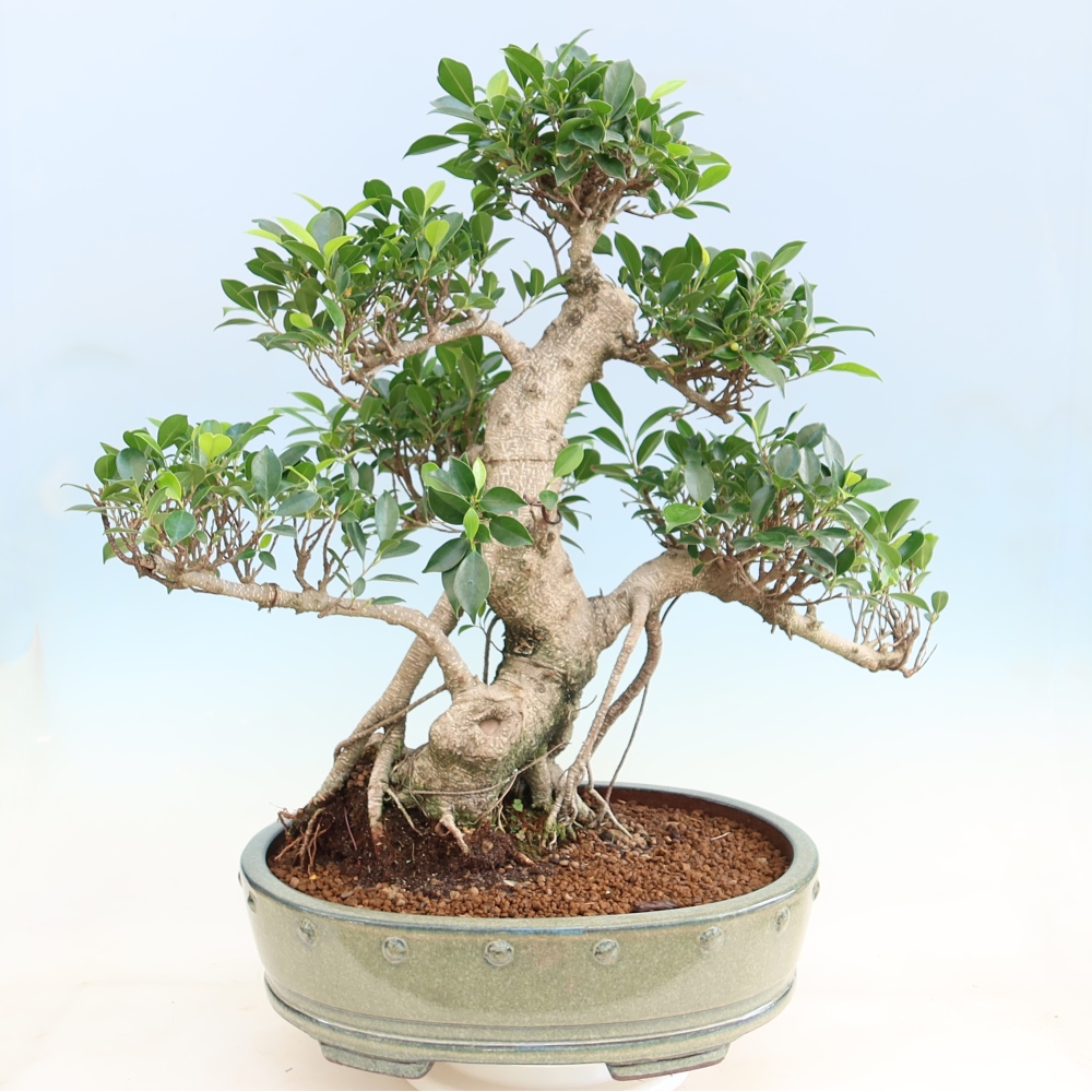 Salle bonsaï - Ficus kimmen - ficus à petites feuilles