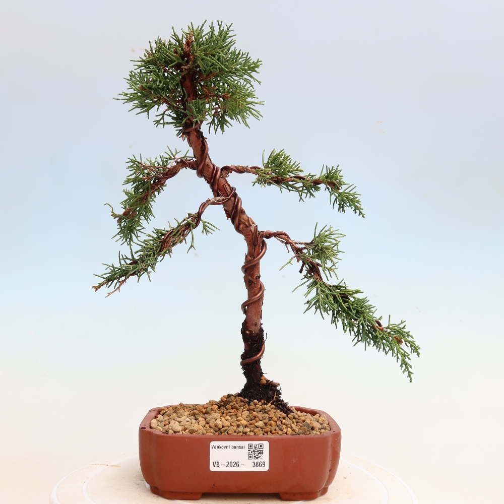 Bonsaï d'extérieur - Juniperus chinensis Kishu