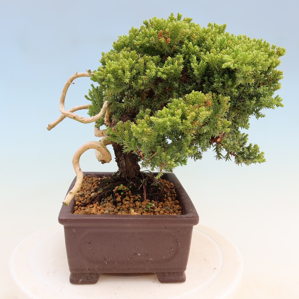 Bonsaï d'extérieur - Juniperus procumbens - Juniperus procumbens