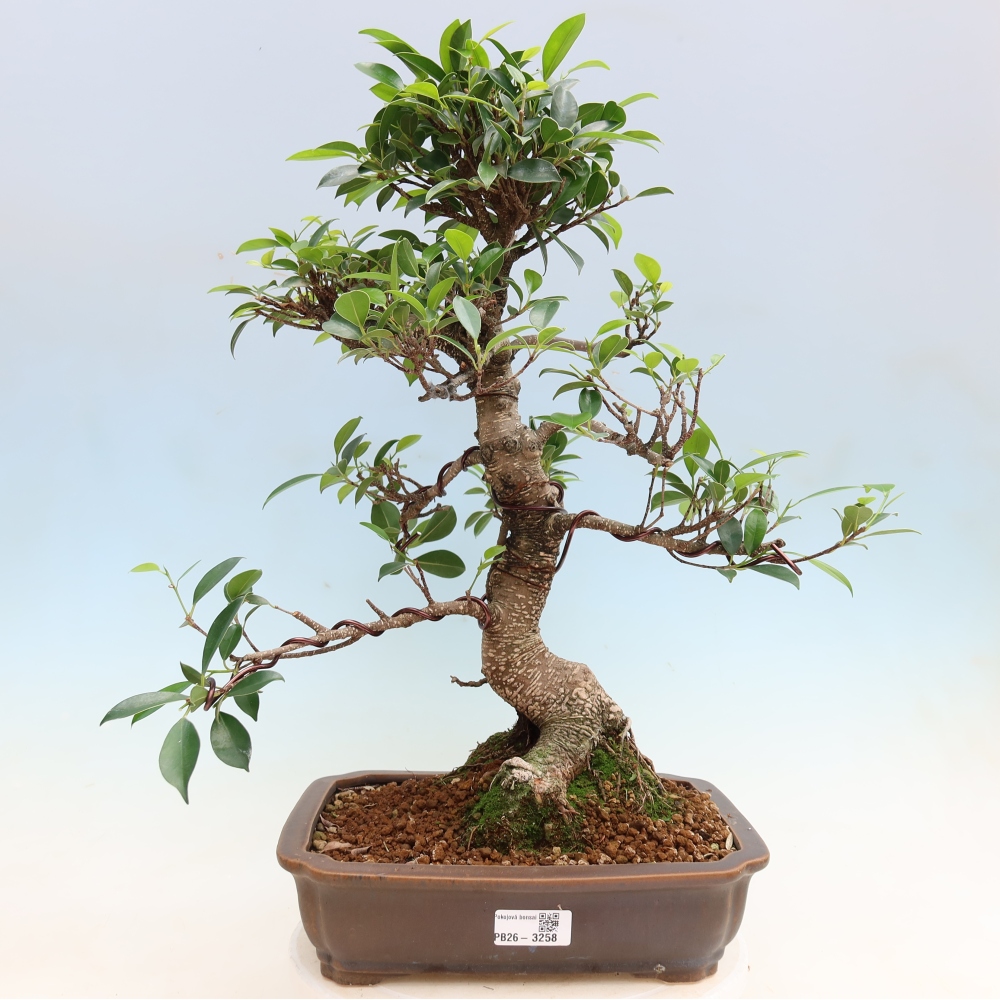 Salle bonsaï - Ficus kimmen - ficus à petites feuilles