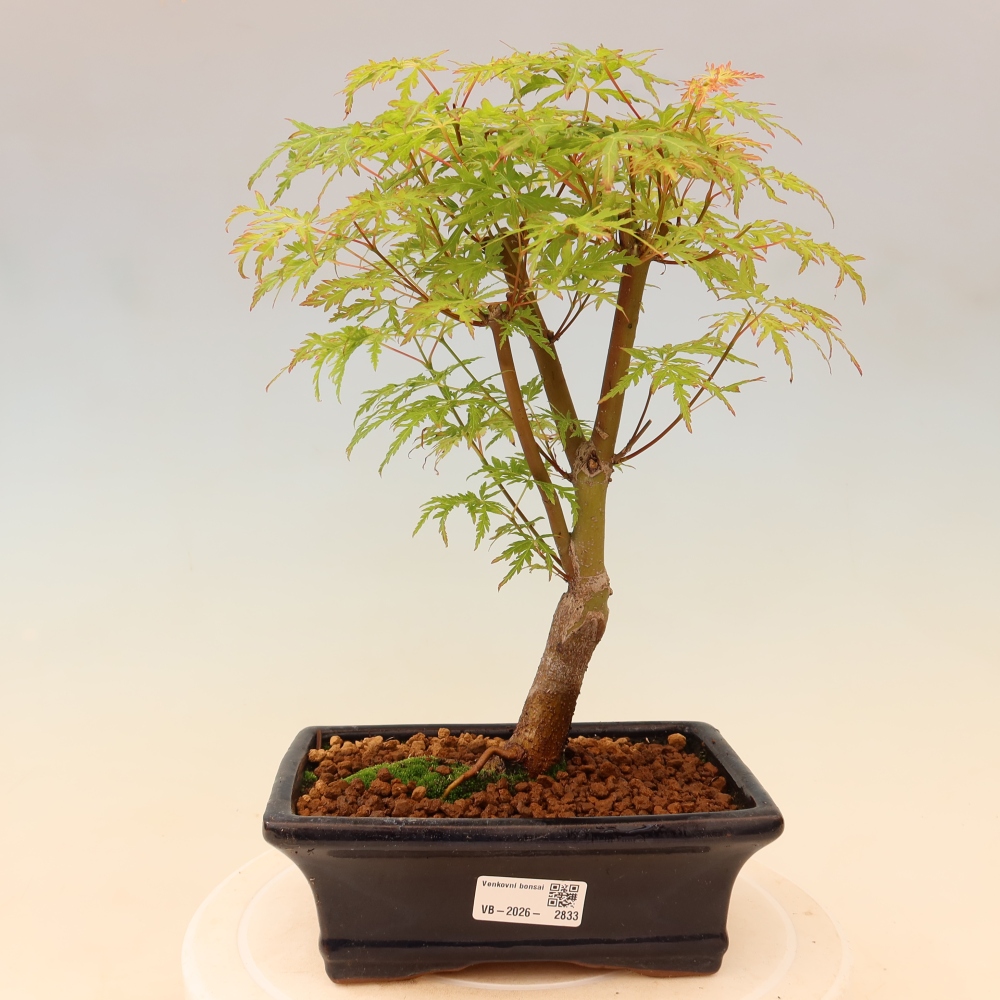 Bonsaï d'extérieur - Acer palmatum Dissectum