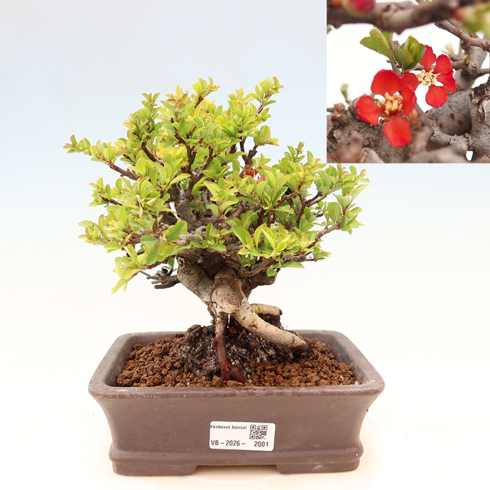 Bonsaï d'extérieur - Chaneomeles speciosa Chojubai