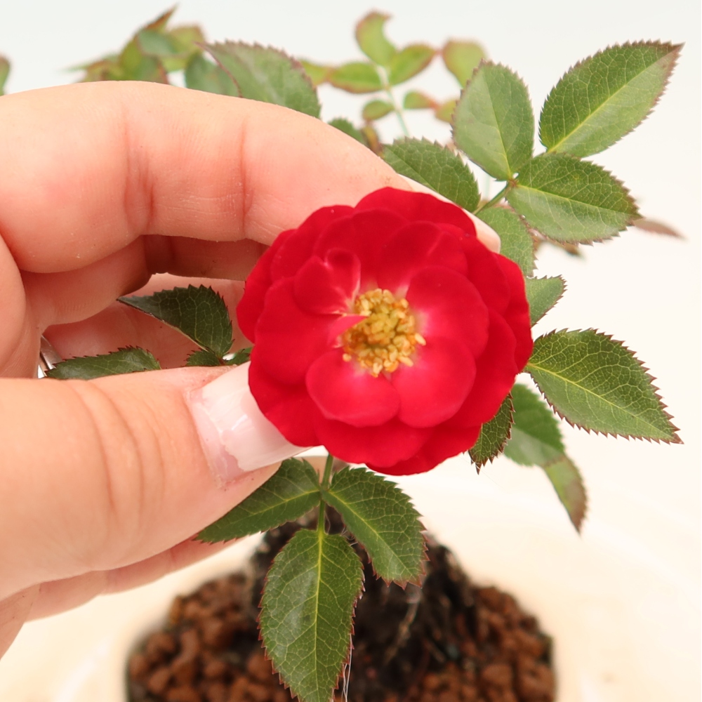 Bonsaï d'extérieur - Rosa Kordes - rose