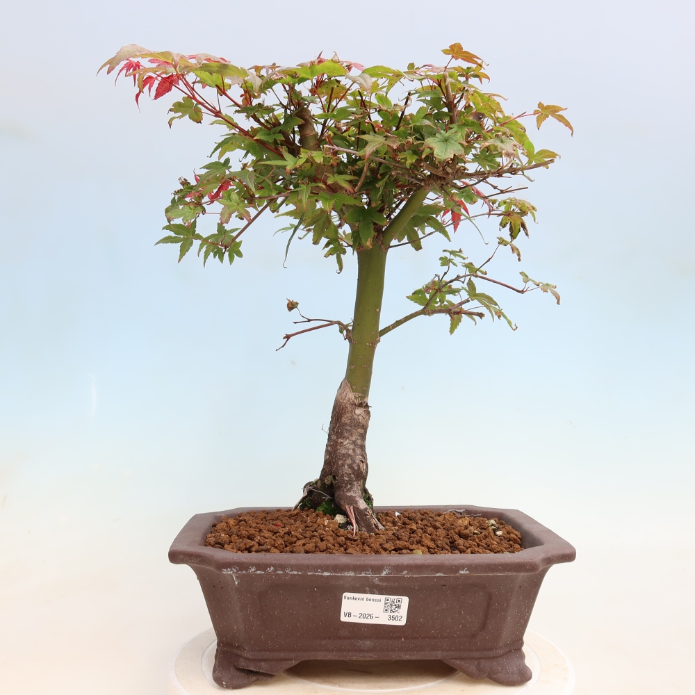 Bonsaï d'extérieur - Acer palmatum DESHOJO