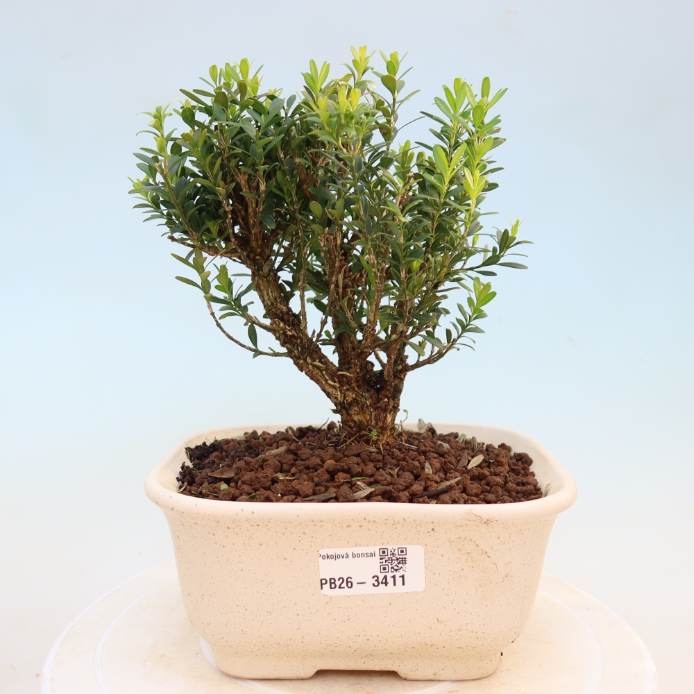 Bonsaï de chambre - Buxus harlandii - buxus liège