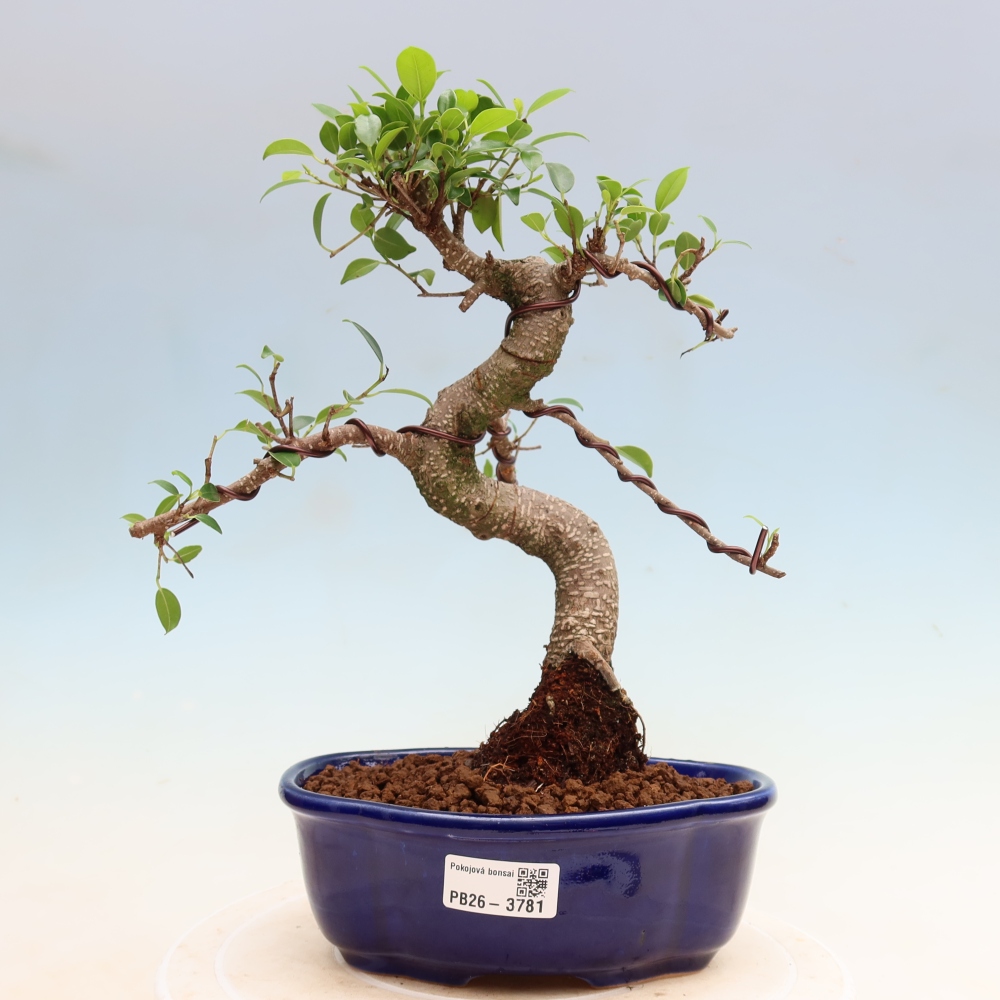 Salle bonsaï - Ficus kimmen - ficus à petites feuilles