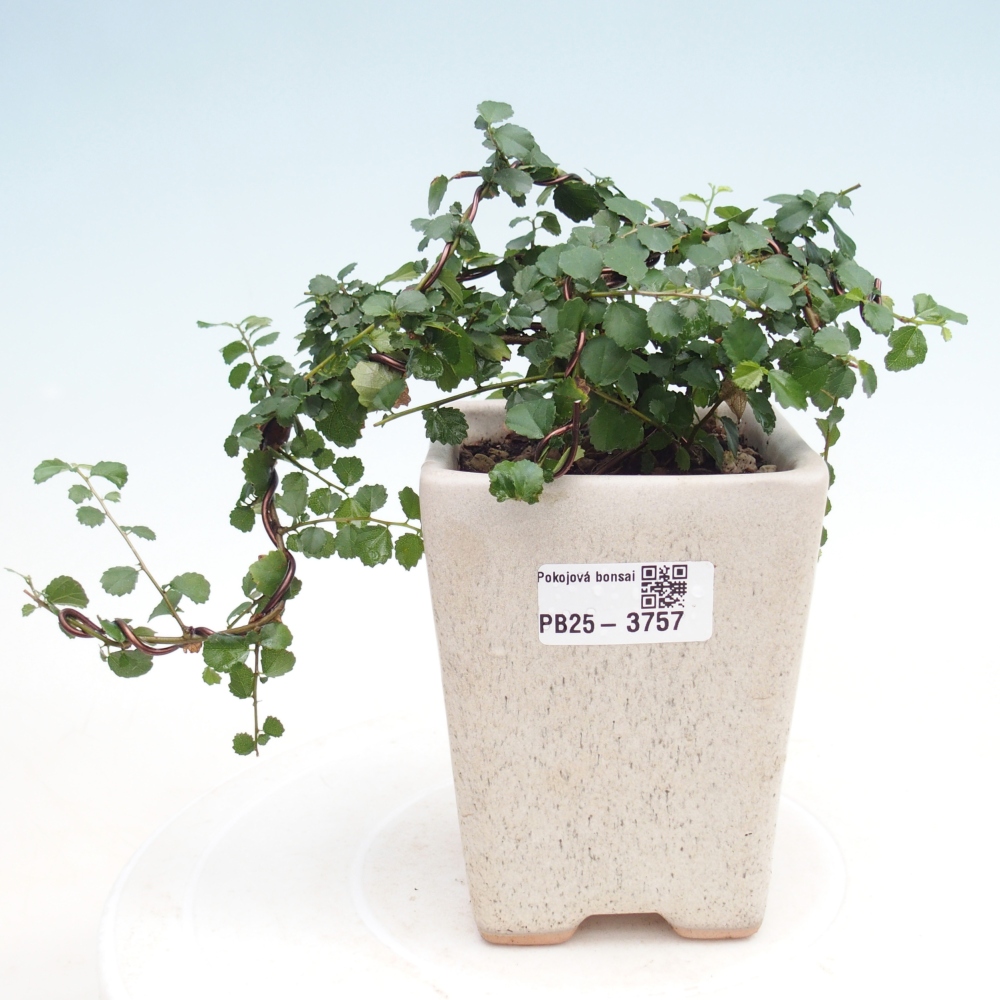 Bonsaï de chambre - Grewia sp. - Grewia malafolia