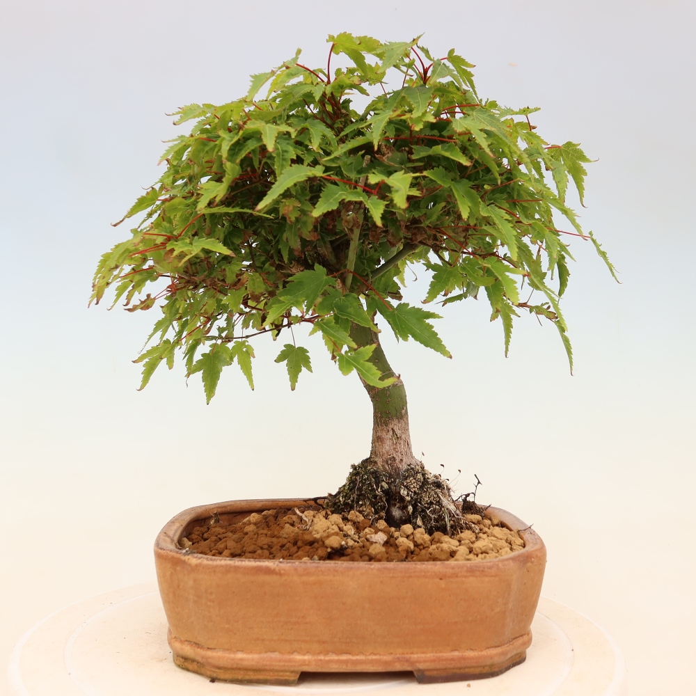 Acer palmatum KIOHIME - Érable palmé