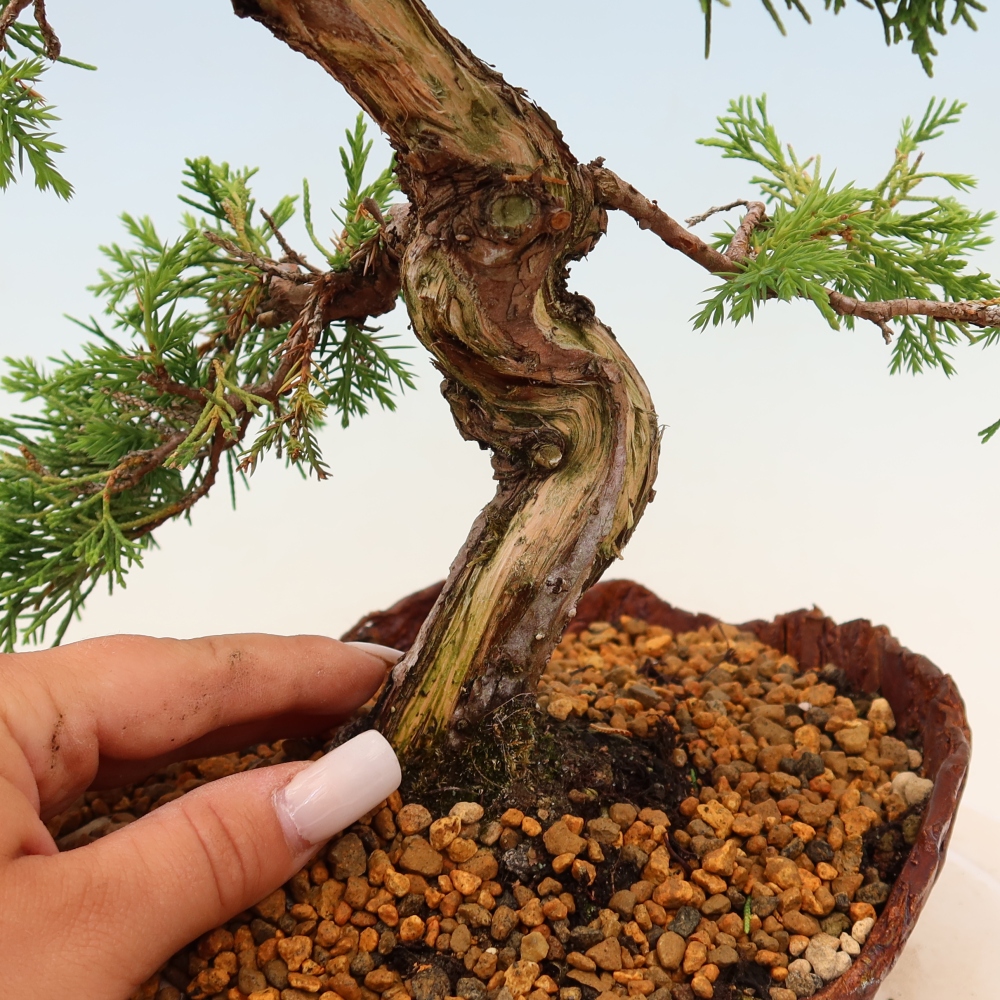 Bonsaï d'extérieur - Juniperus chinensis Itoigawa