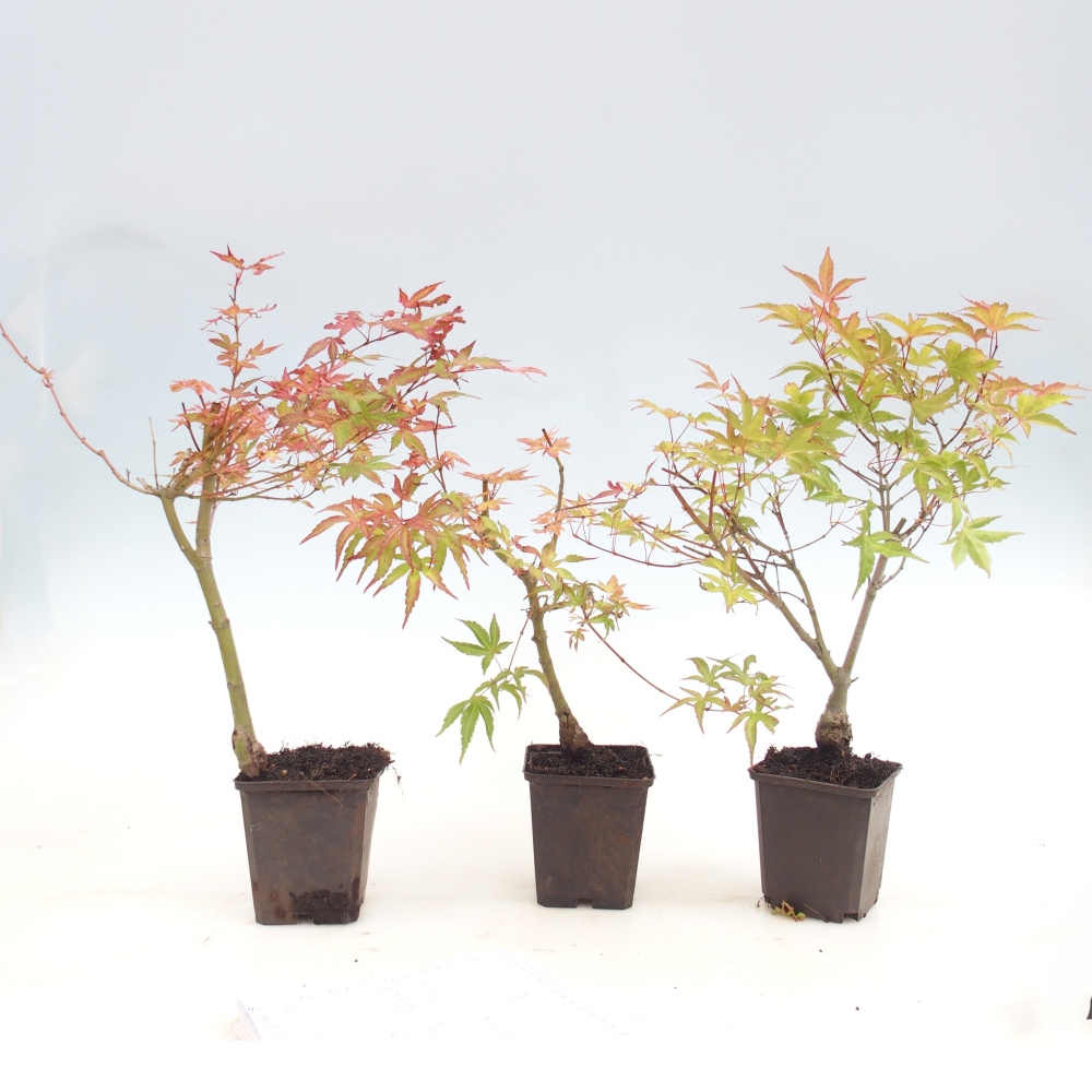 Bonsaï d'extérieur - Acer palmatum Beni Tsukasa en conteneur