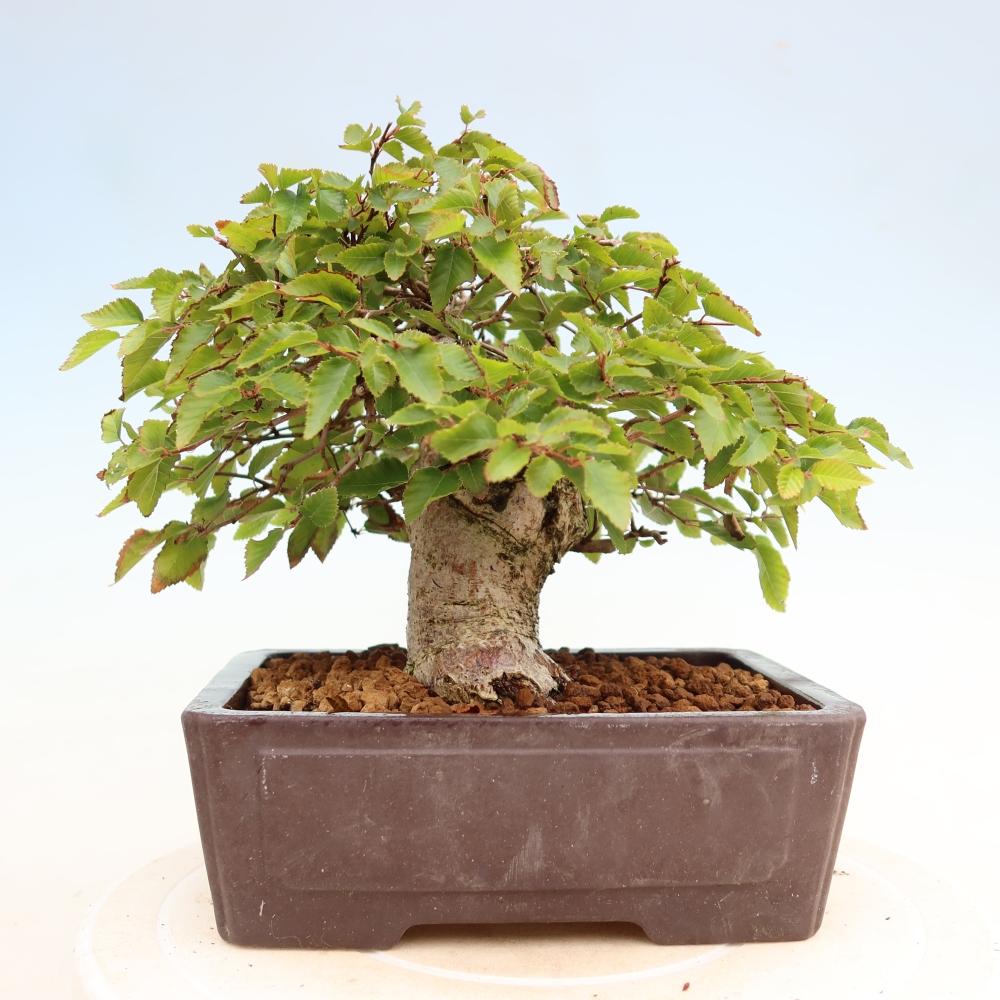 Bonsaï d'extérieur -Carpinus Coreana - Charme de Corée
