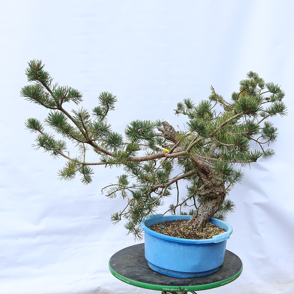 Pinus sylvestris Espagne - pin sylvestre