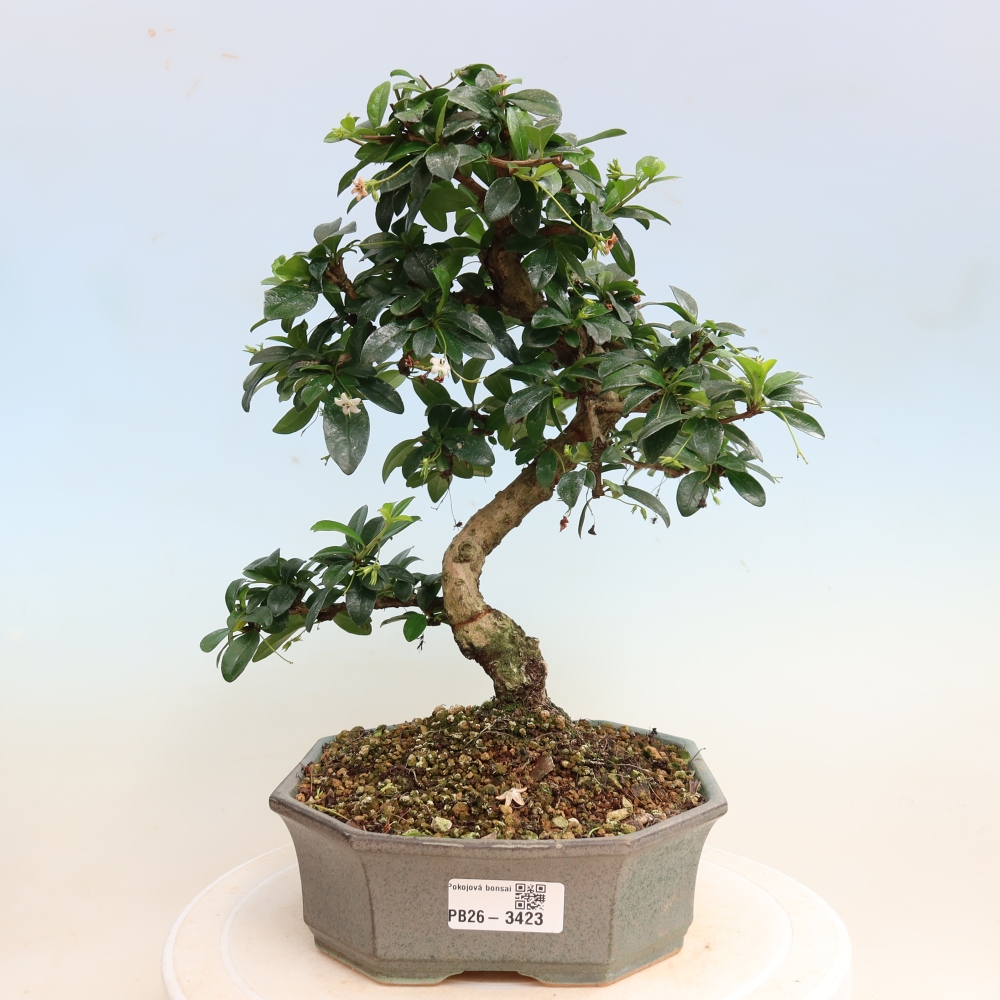 Bonsaï de chambre - Carmona macrophylla - Tea fuki