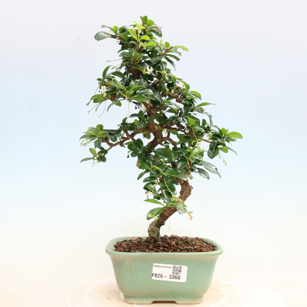 Bonsaï de chambre - Carmona macrophylla - Tea fuki