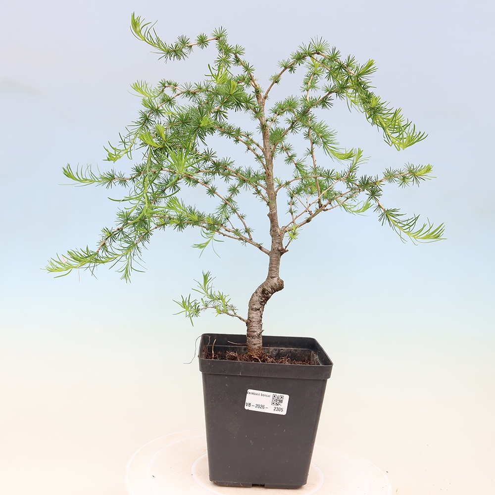 Bonsaï d'extérieur -Larix decidua - Mélèze