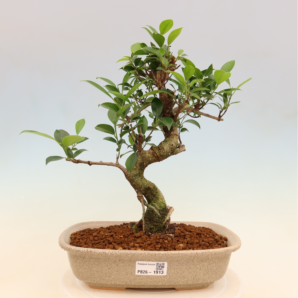 Salle bonsaï - Ficus kimmen - ficus à petites feuilles