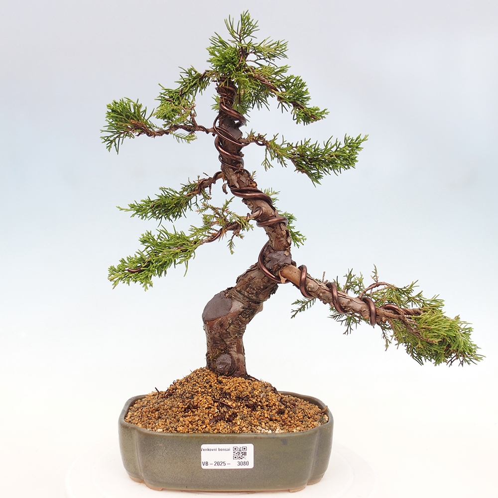 Bonsaï d'extérieur - Juniperus chinensis Itoigawa