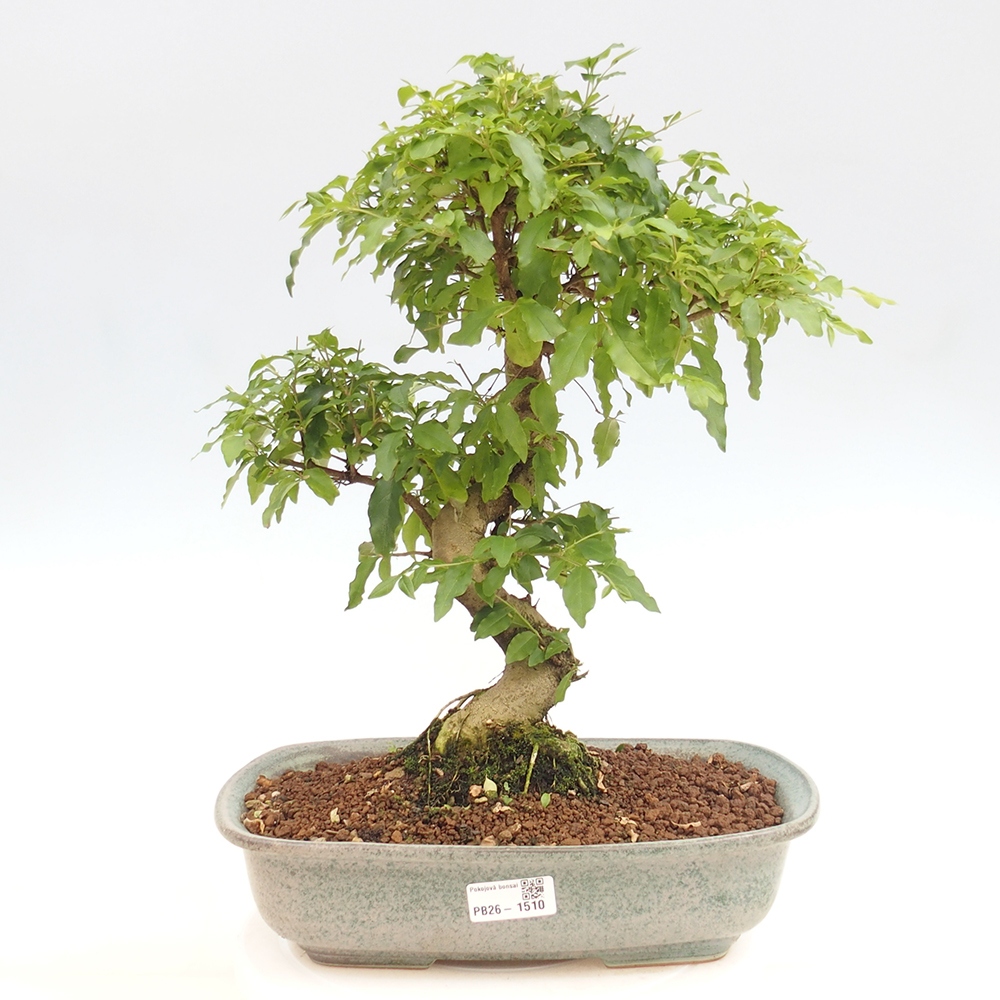 Bonsaï de chambre -Ligustrum chinensis - Bec d'oiseau