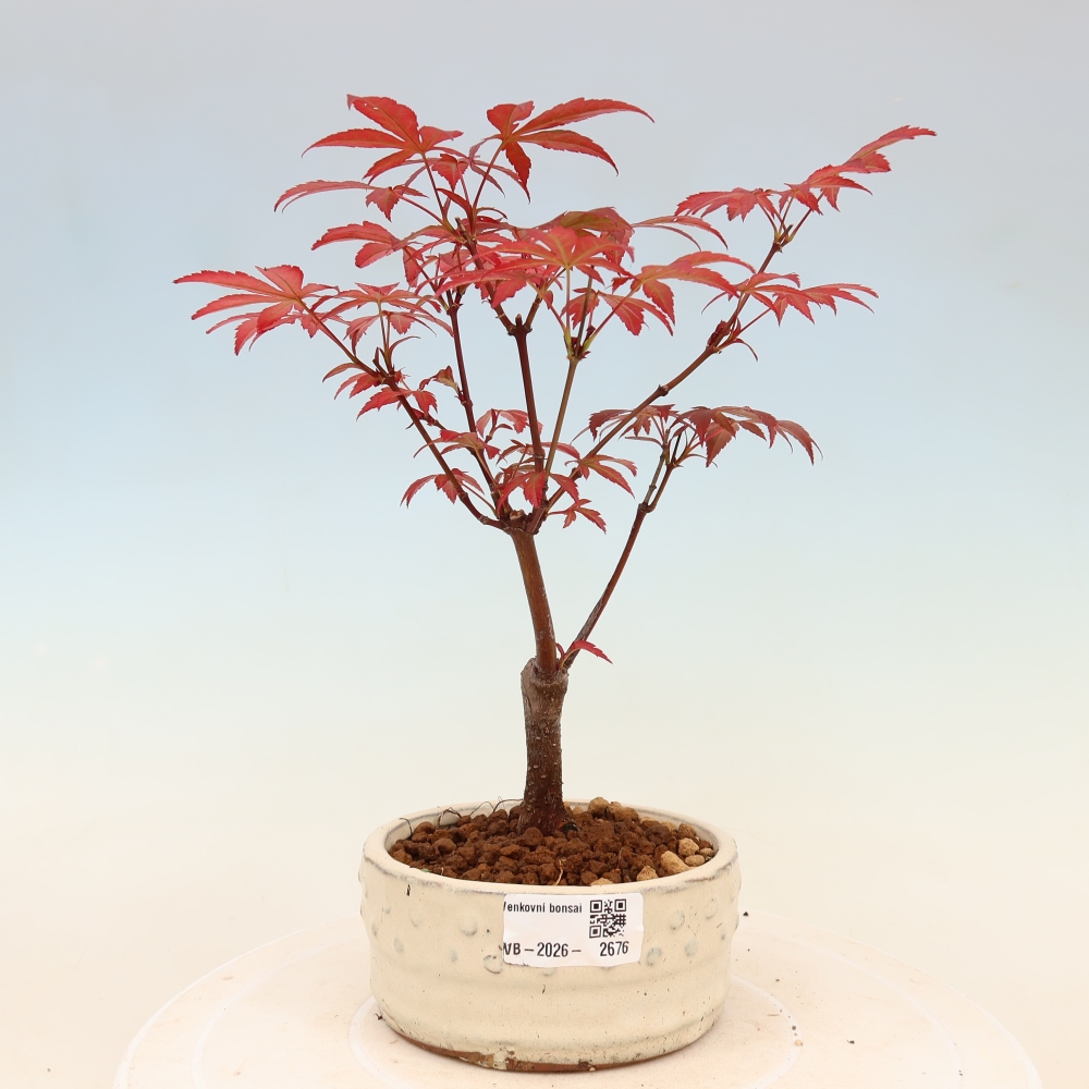 Bonsaï d'extérieur - Acer palm. Atropurpureum-Javor palmate