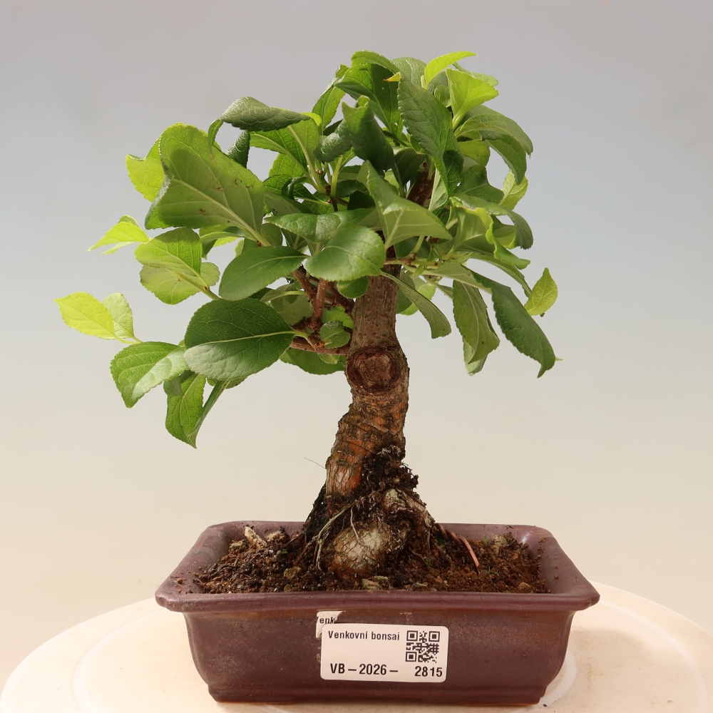 Bonsaï d'extérieur - Celastrus orbiculatus
