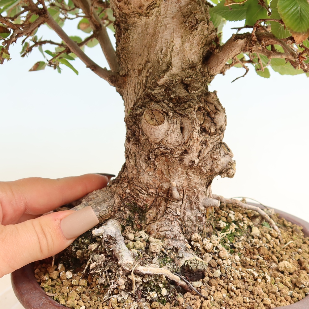 Bonsaï d'extérieur -Carpinus CARPINOIDES - Charme de Corée