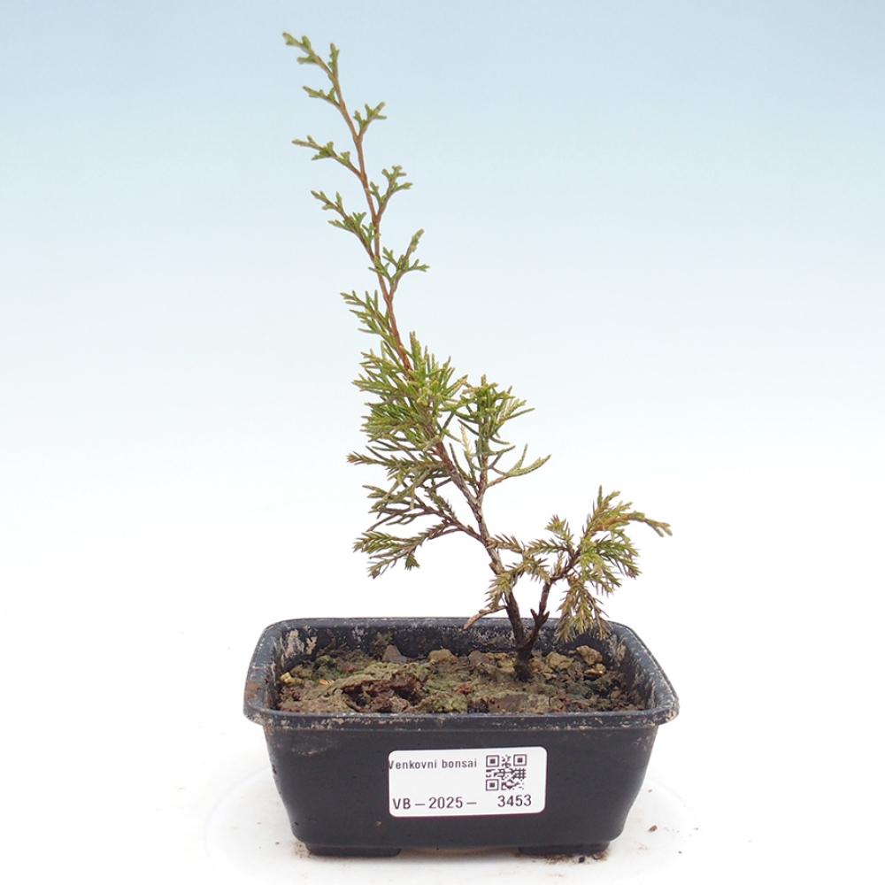 Bonsaï d'extérieur - Juniperus chinensis Itoigawa