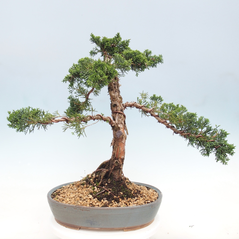 Bonsaï d'extérieur - Juniperus chinensis Kishu