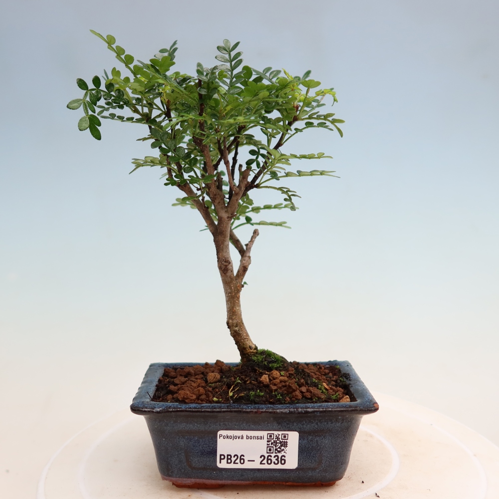 Salle bonsaï - Zantoxylum piperitum - arbre à poivre
