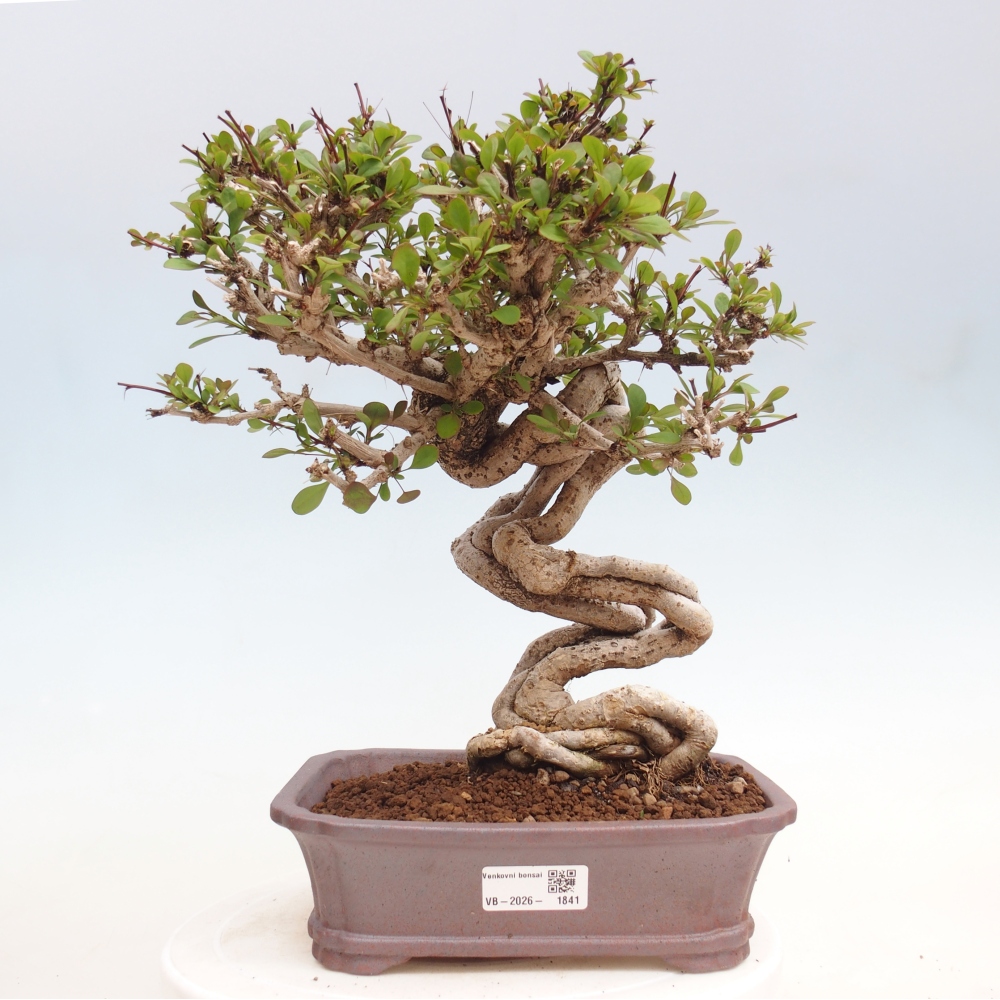 Bonsaï d'extérieur - Berberis coreana
