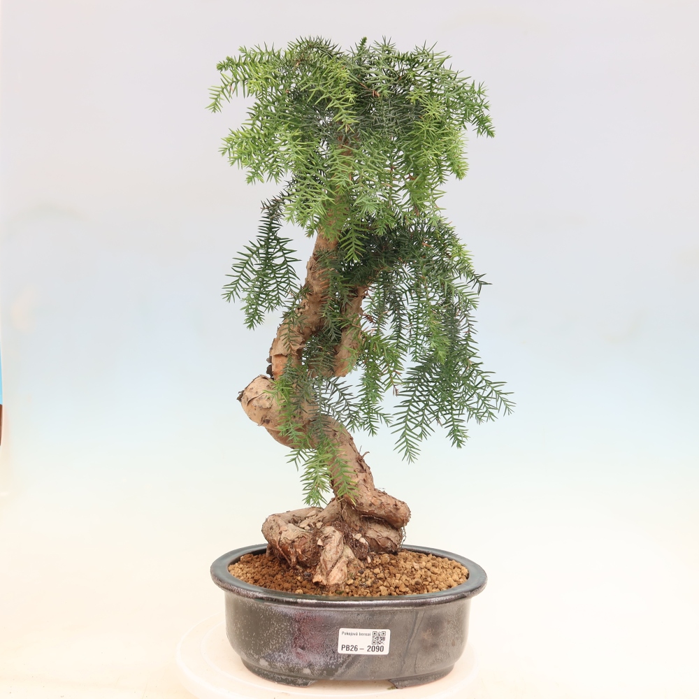 Bonsaï de chambre - Araucaria - épicéa de chambre