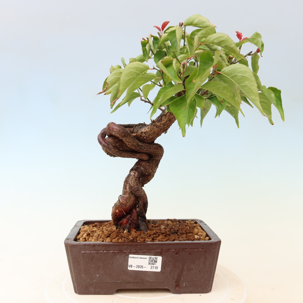 Bonsaï d'extérieur - Abricotier japonais - Prunus Mume