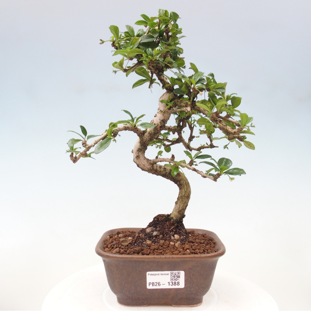 Bonsaï de chambre - Carmona macrophylla - Tea fuki