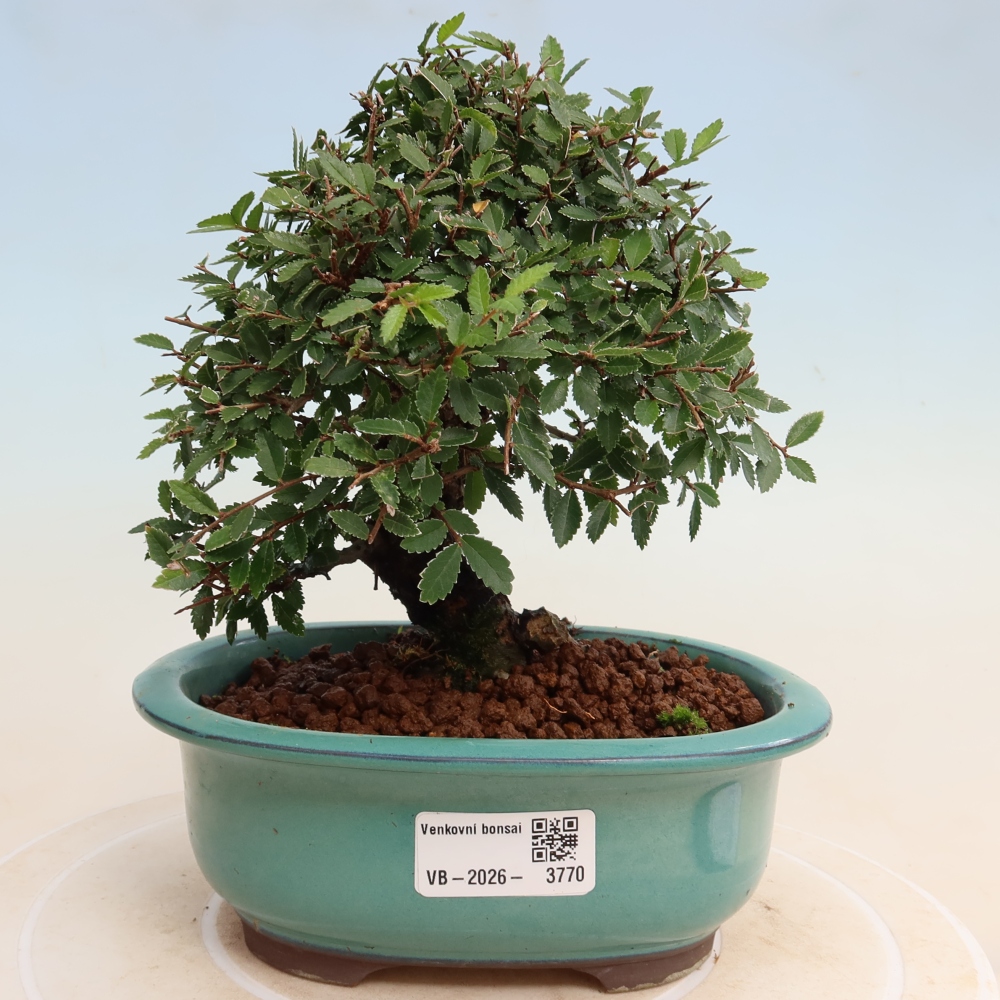 Bonsaï d'extérieur - Zelkova - Zelkova NIRE