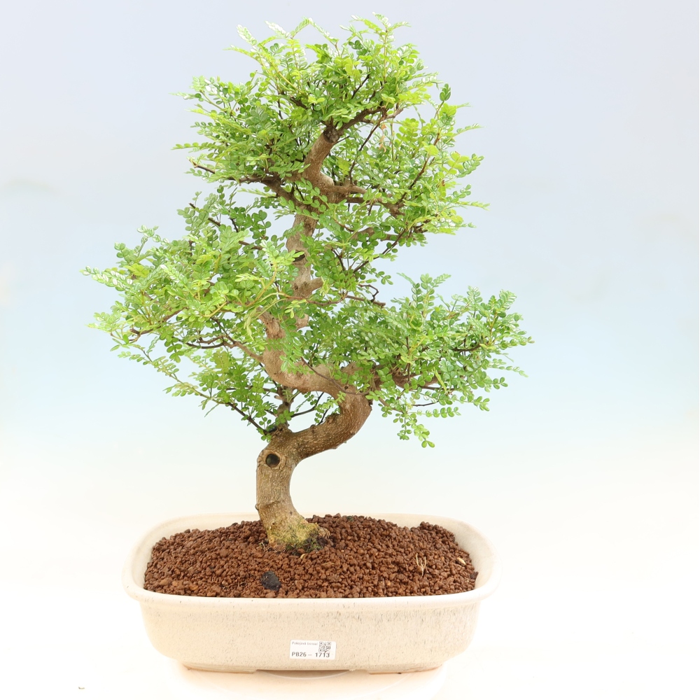 Salle bonsaï - Zantoxylum piperitum - arbre à poivre