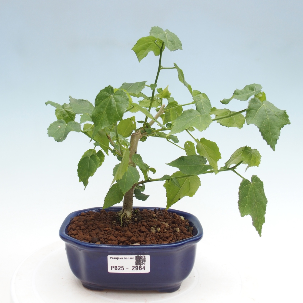 Bonsaï d'intérieur - Malvaviscus arboreus