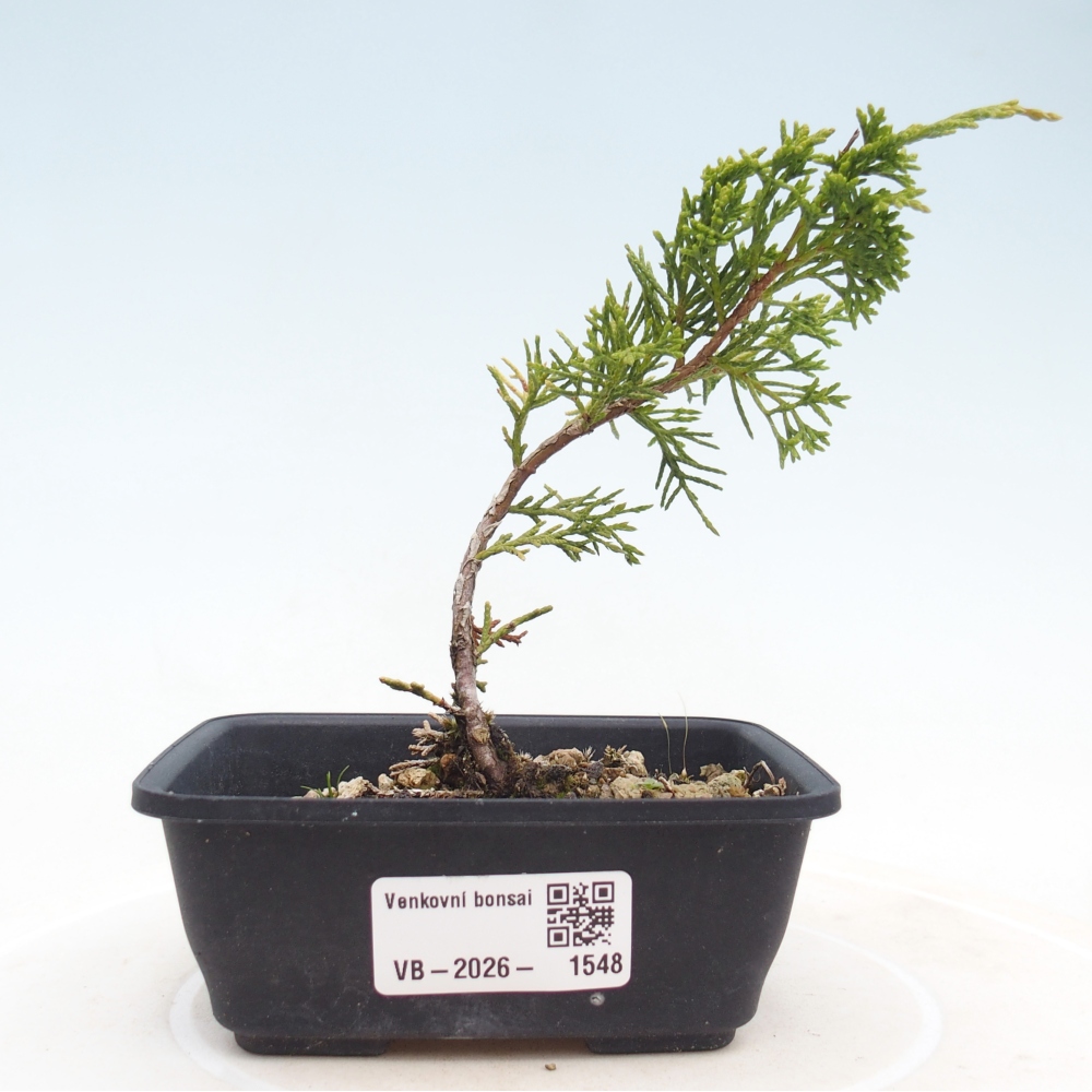 Bonsaï d'extérieur - Juniperus chinensis Itoigawa