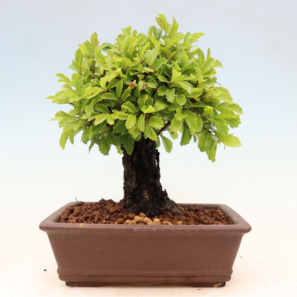 Bonsaï d'extérieur - Zelkova - Zelkova NIRE
