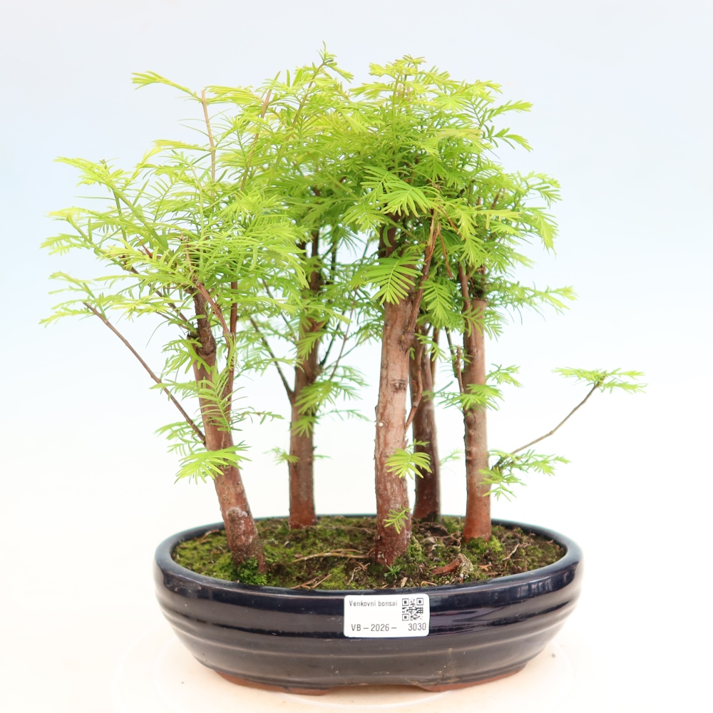 Bonsaï d'extérieur - Metasequoia glyptostroboides - Métaséquoia de Chine - petit bosquet